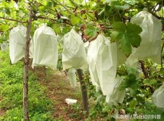 葡萄袋無紡布，葡萄套上袋，讓你收獲不一樣的