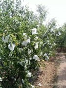 冬棗無紡布套袋哪里有？ 無紡布冬棗袋定做、