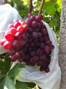 無紡布葡萄套袋定做廠家!